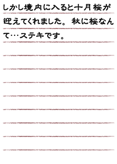 しかし境内に入ると十月桜が迎えてくれました。秋に桜なんて…ステキです。