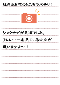 往きのお花のところでパチリ！シャクナゲが見頃でした。アレレ…一名見ている方向違いますよ〜！