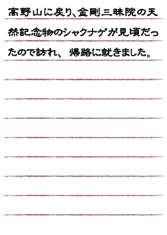 高野山に戻り、金剛三昧院の天然記念物のシャクナゲが見頃だったので訪れ、帰路に就きました。