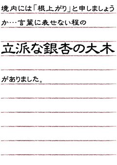 境内には「根上がり」と申しましょうか…言葉に表せない程の立派な銀杏の大木がありました。