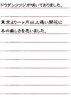 ドウダンツツジが咲いておりました。東京より一ヶ月以上遅い開花に冬の厳しさを思いました。