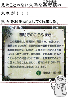 見たことのない立派な高野槙の大木が！！！我々をお出迎えしてくれました。