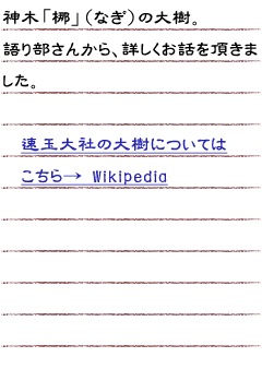 神木「梛」（なぎ）の大樹。　語り部さんから詳しくお話を頂きました。速玉大社　梛の大樹についてはこちら。