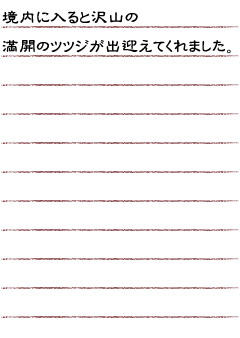 境内に入ると沢山の満開のツツジが出迎えてくれました。