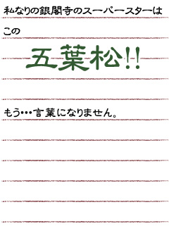 私なりの銀閣寺のスーパースターはこの五葉松！！ もう・・言葉になりません。