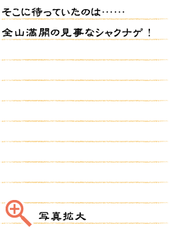 そこに待っていたのは……全山満開の見事なシャクナゲ！